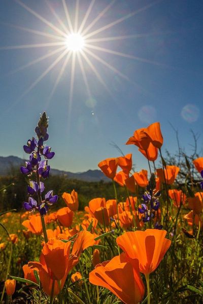 Arizona-Peridot Mesa California poppies and lupine in bloom